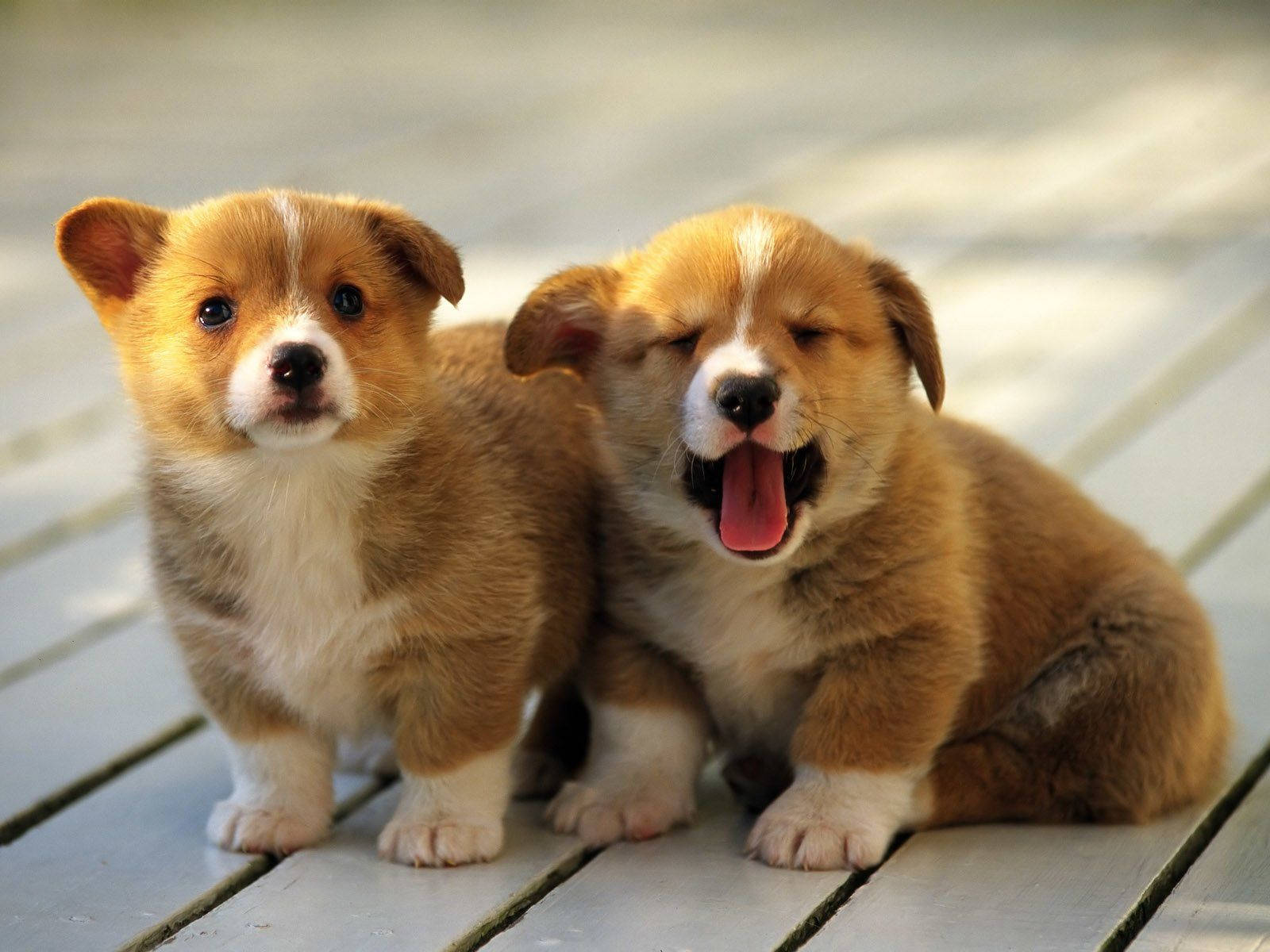 Cute Dog Pair Wallpaper