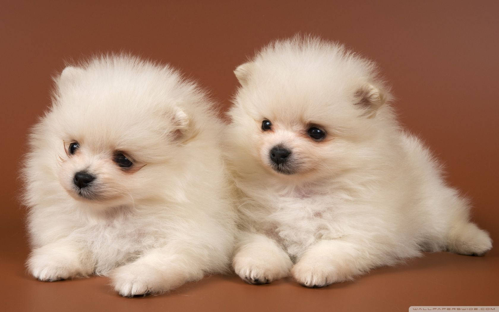 Cute Dog Pomeranian Together Wallpaper