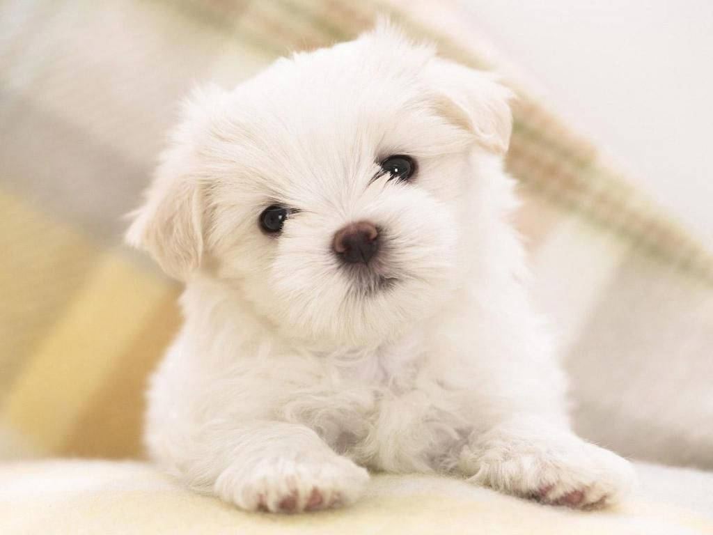 Cute Dog Staring Straightly Wallpaper