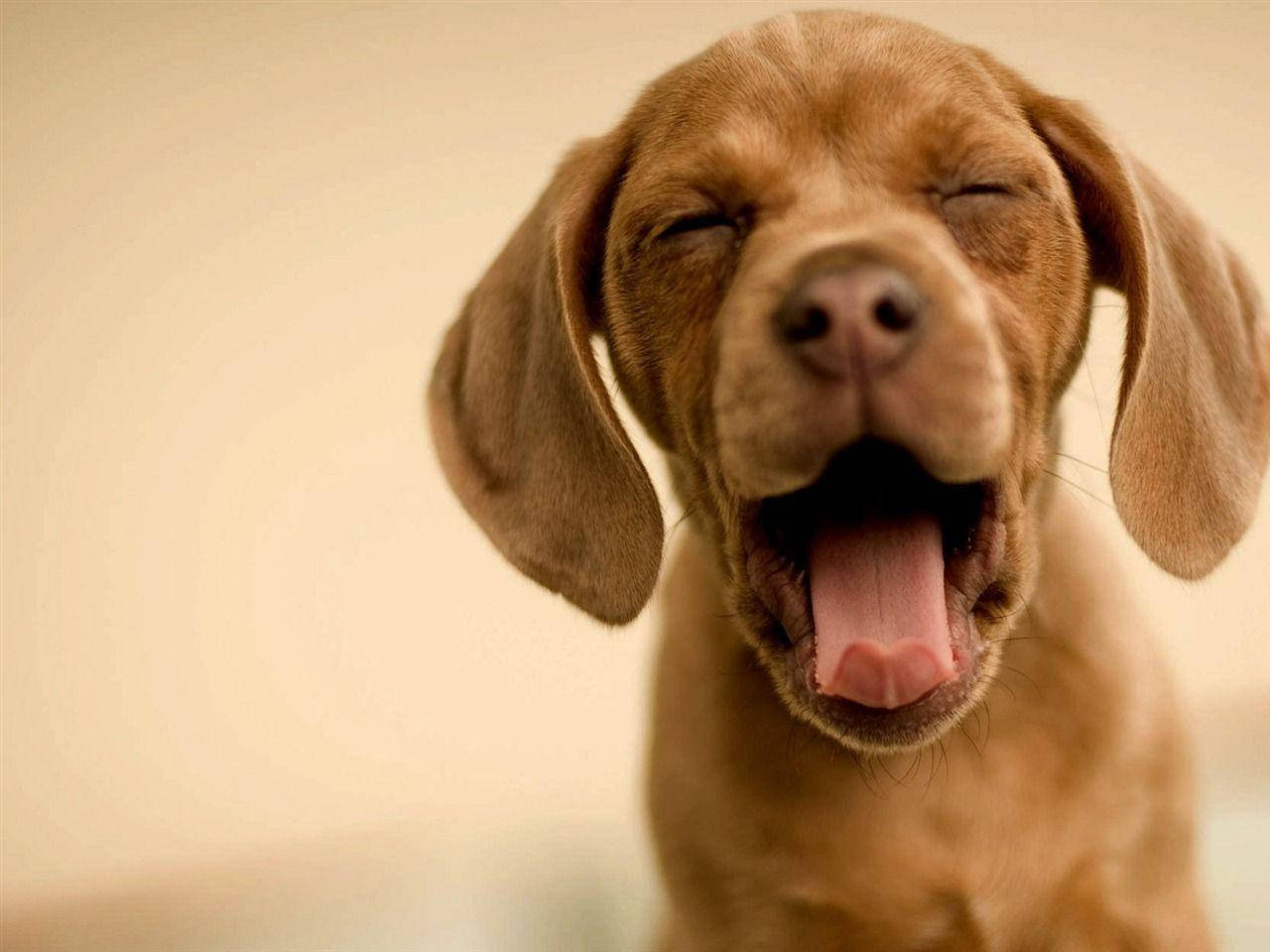 Cute Dog Viszla Yawning Wallpaper