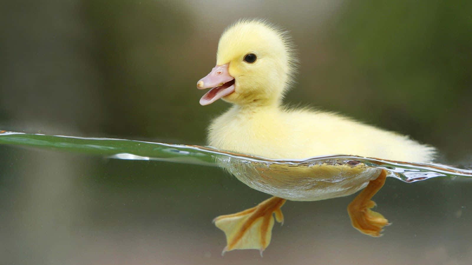 Cute Duck Swimming On Clear Water Wallpaper