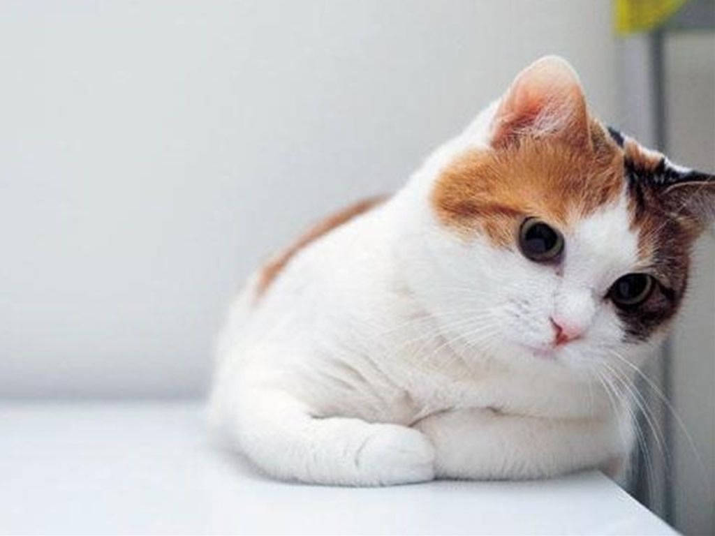 Cute Fluffy Cat Wallpaper
