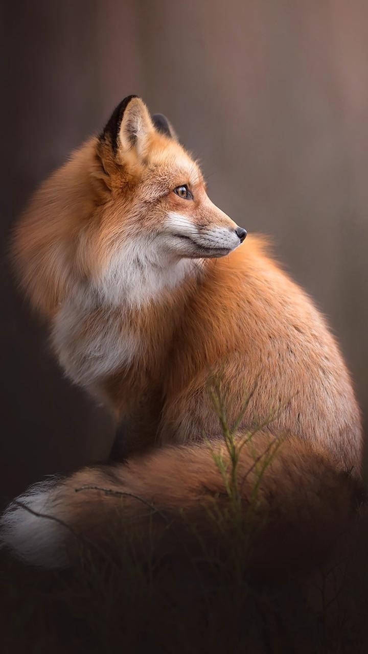 Cute Fox Hd Wallpaper