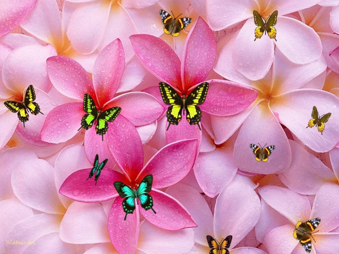 Cute Girly Flowers And Butterflies Wallpaper