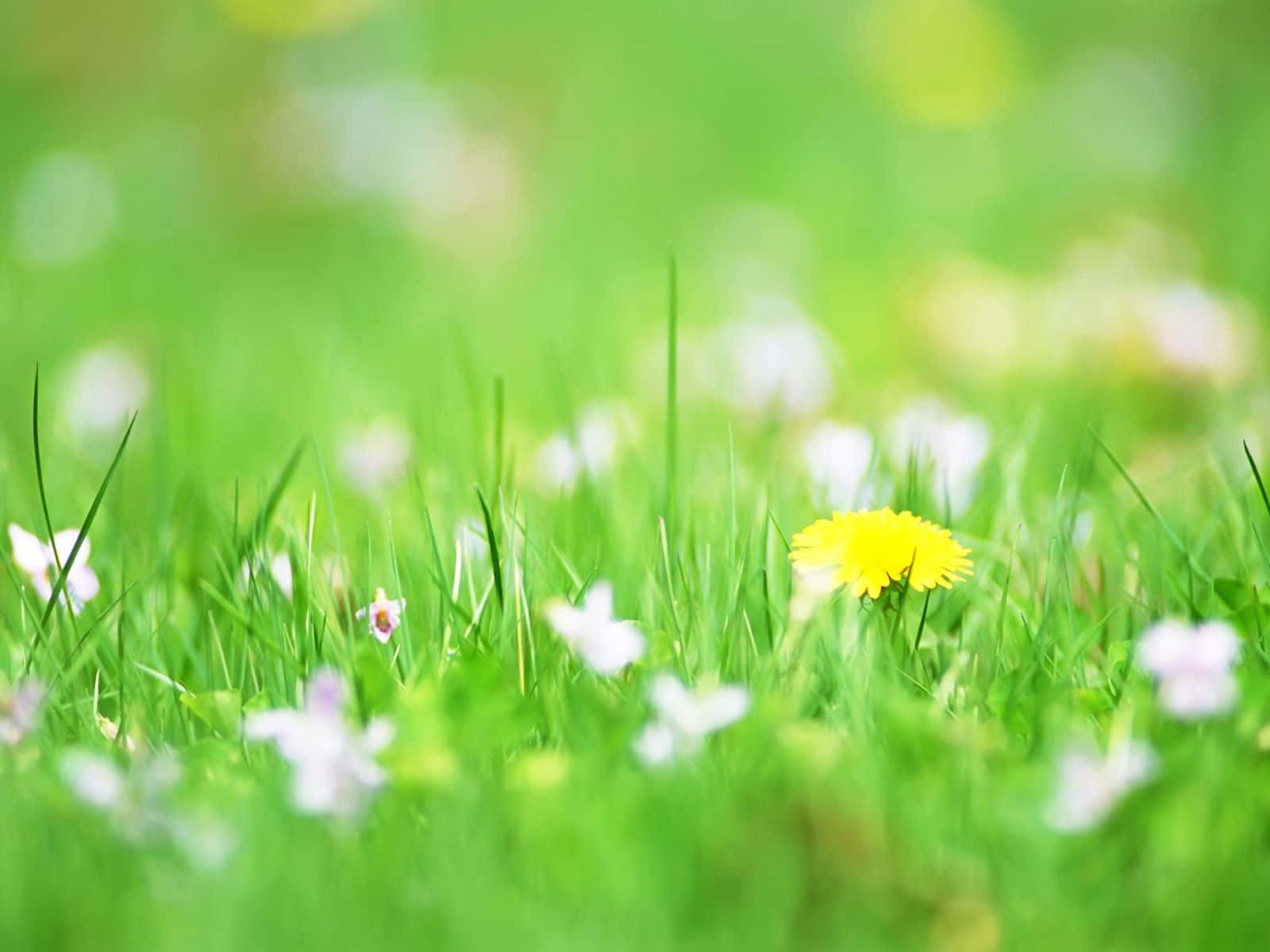 Cute Green Grass With Flowers Wallpaper