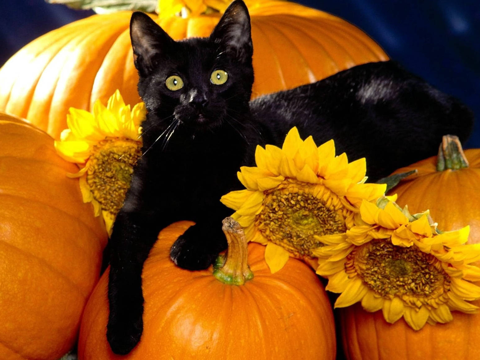 Cute Halloween Black Cat On Pumpkins Wallpaper