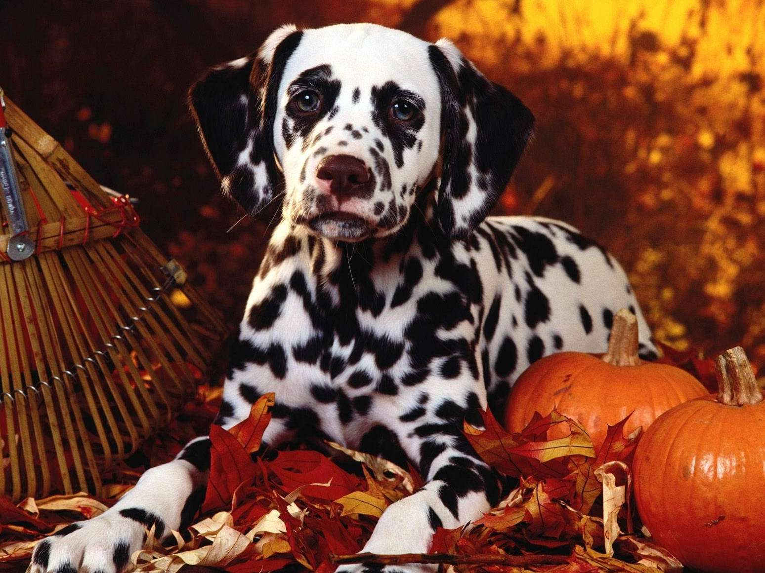 Cute Halloween Dalmatian Dog Wallpaper
