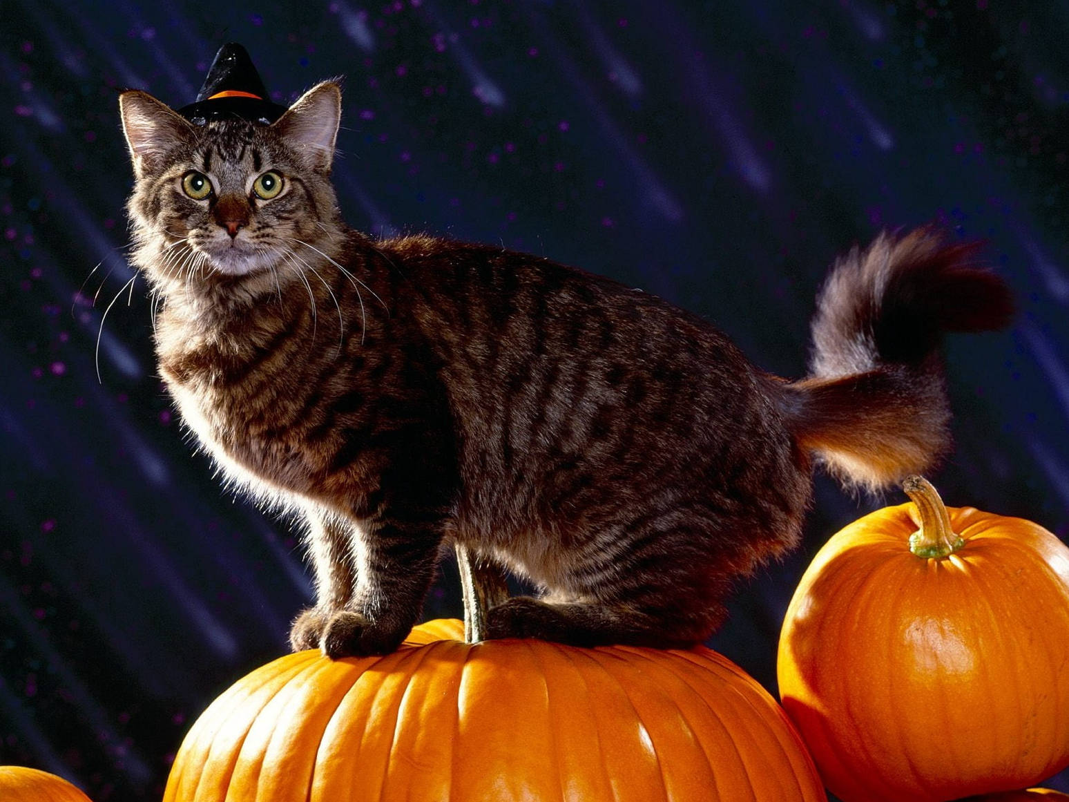 Cute Halloween Tabby Cat Wallpaper