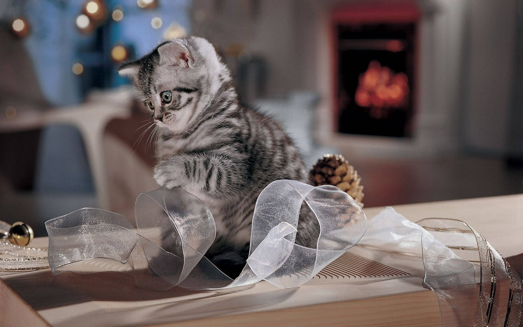 Cute Kitty Playing With Lace Wallpaper