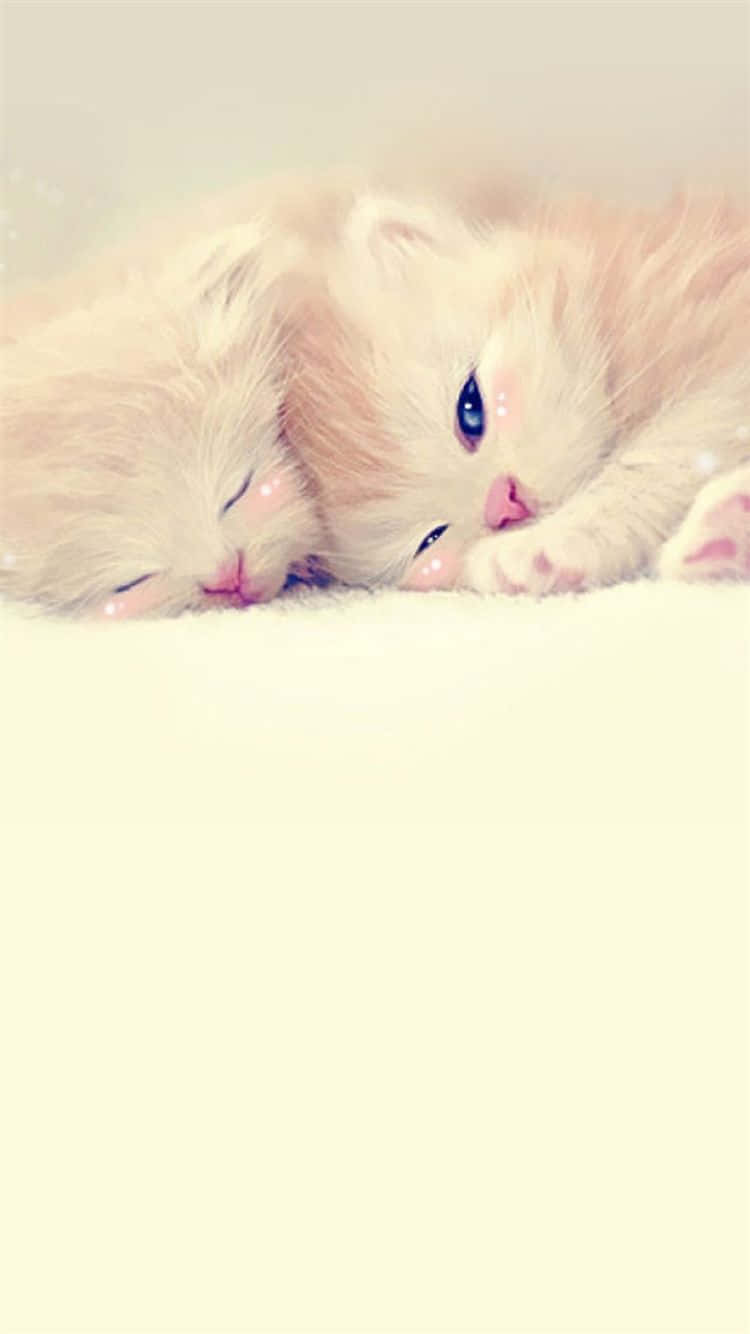 Cute Lock Screen Kittens Wallpaper
