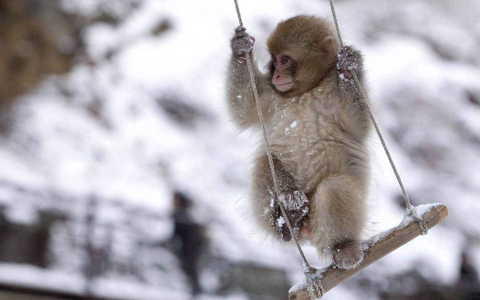 Cute Monkey Photo In Swinging Chair Wallpaper