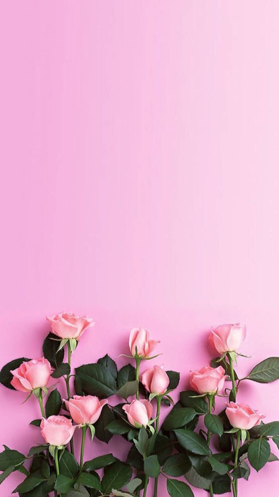 Cute Pink Flower Roses Phone Wallpaper