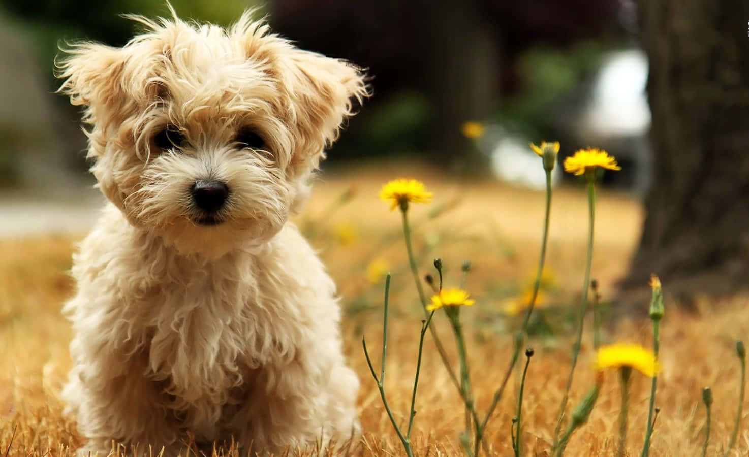 Cute Small Dog Shih Tzu In Bokeh Light Wallpaper