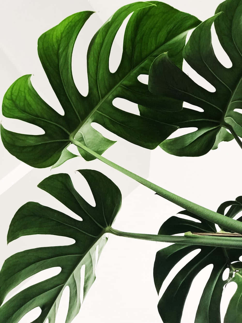 Cute Swiss Cheese Plant Leaves Wallpaper