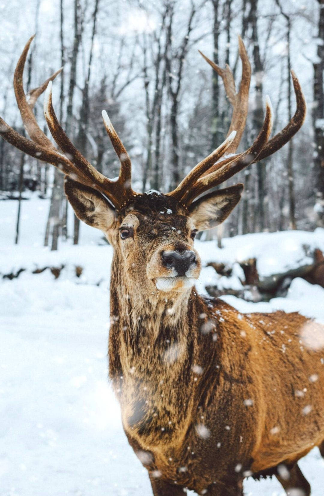 Cute Winter Iphone Reindeer In Forest Wallpaper