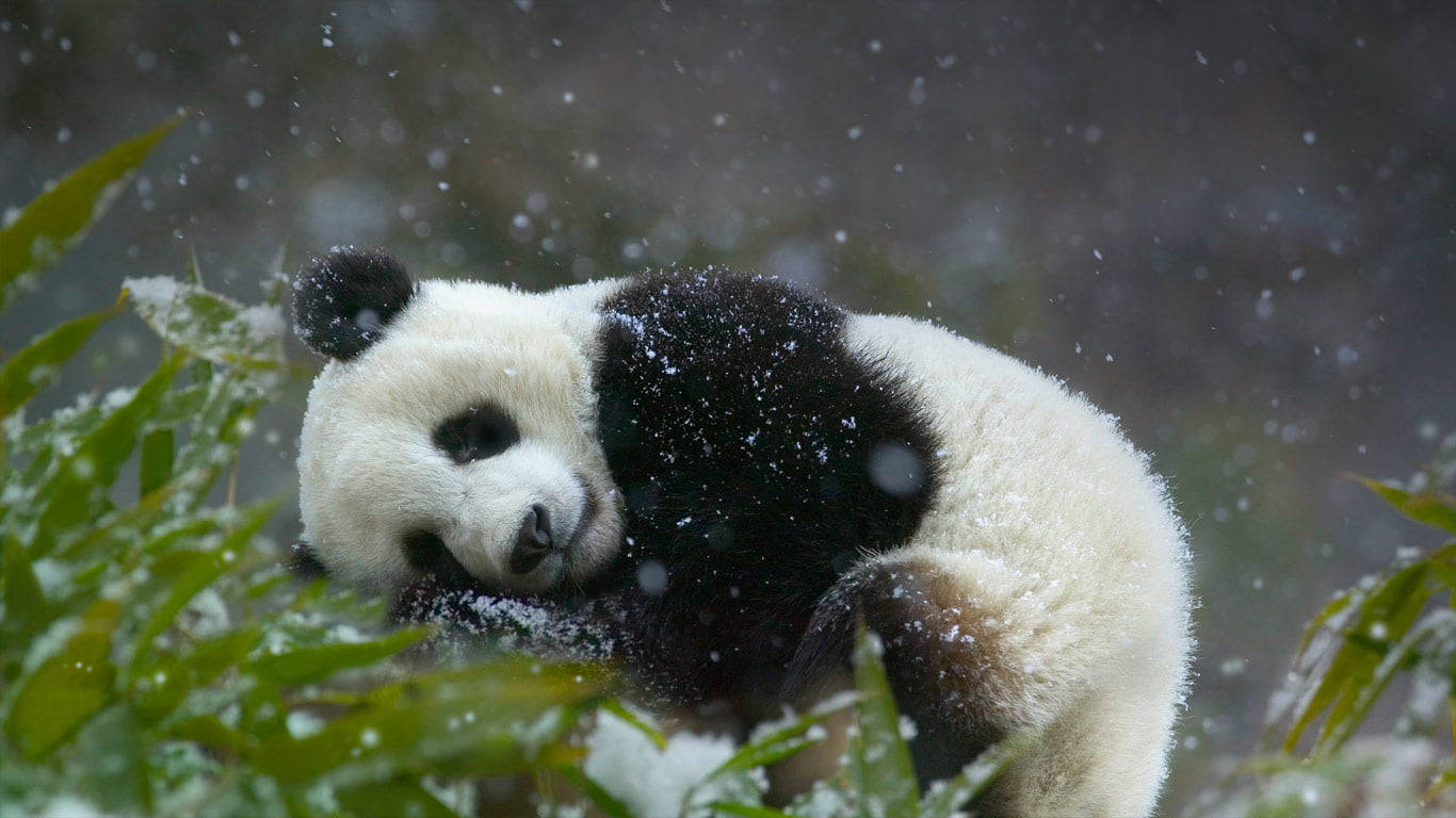Cute Winter Panda Wallpaper