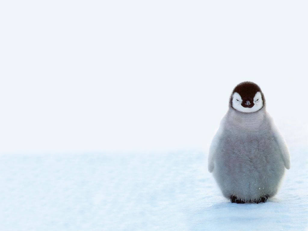 Cute Winter Penguin Wallpaper