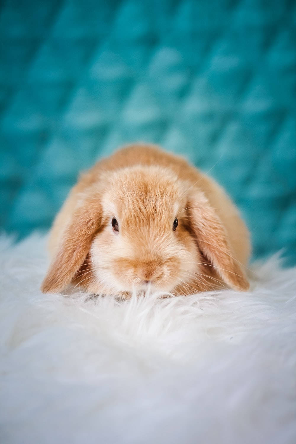 Cutesy Brown Baby Bunny Wallpaper