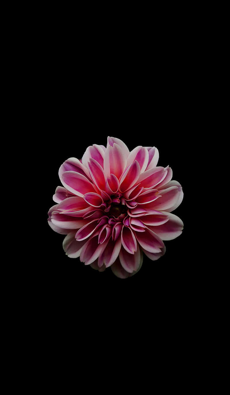 Dahlia Black And Pink Flower Wallpaper