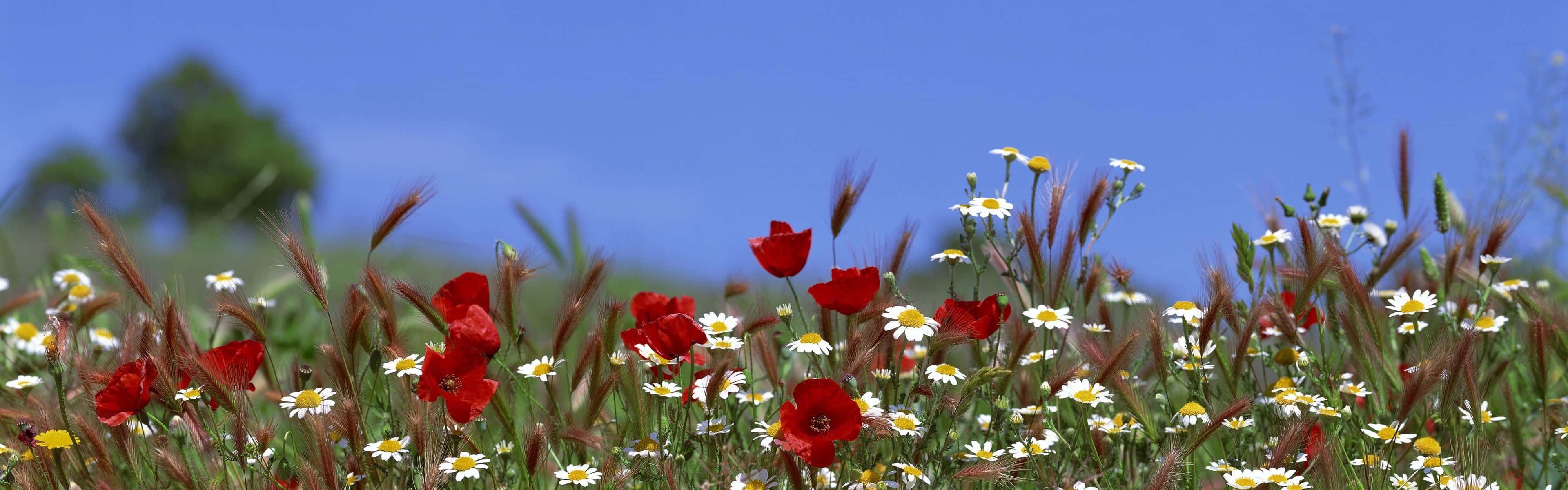 Daisies Spring Dual Screen Wallpaper