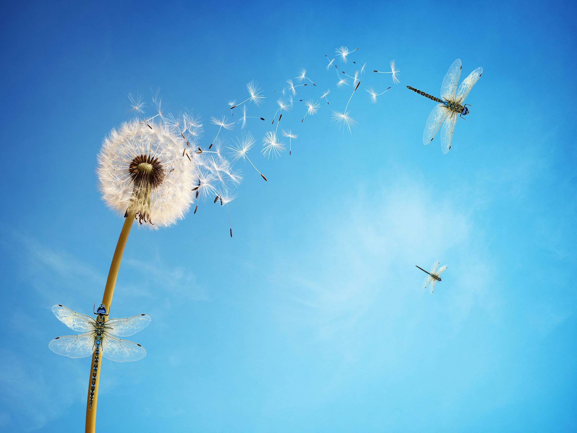 Dandelion And Dragonflies Wallpaper