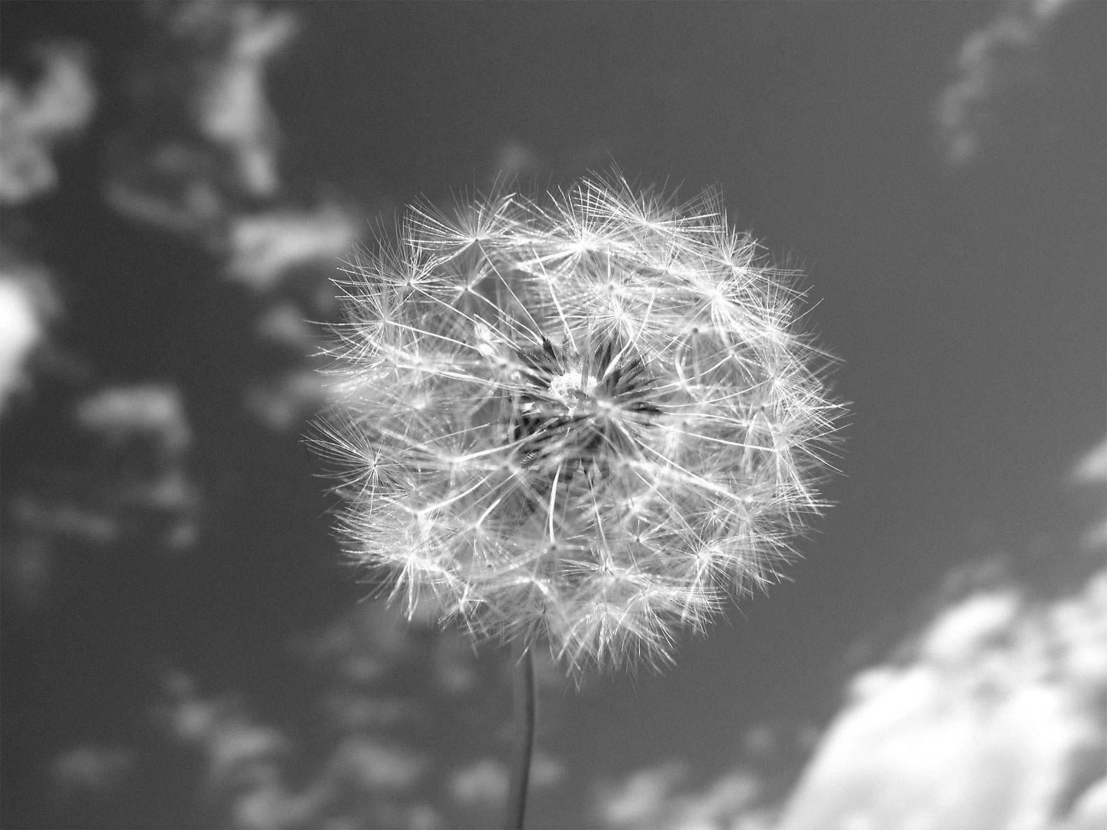 Dandelion Ball Of Seeds Wallpaper