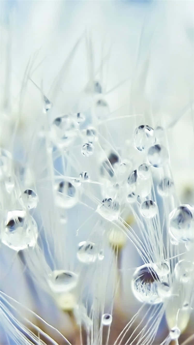 Dandelion Dew Drops Macro Wallpaper