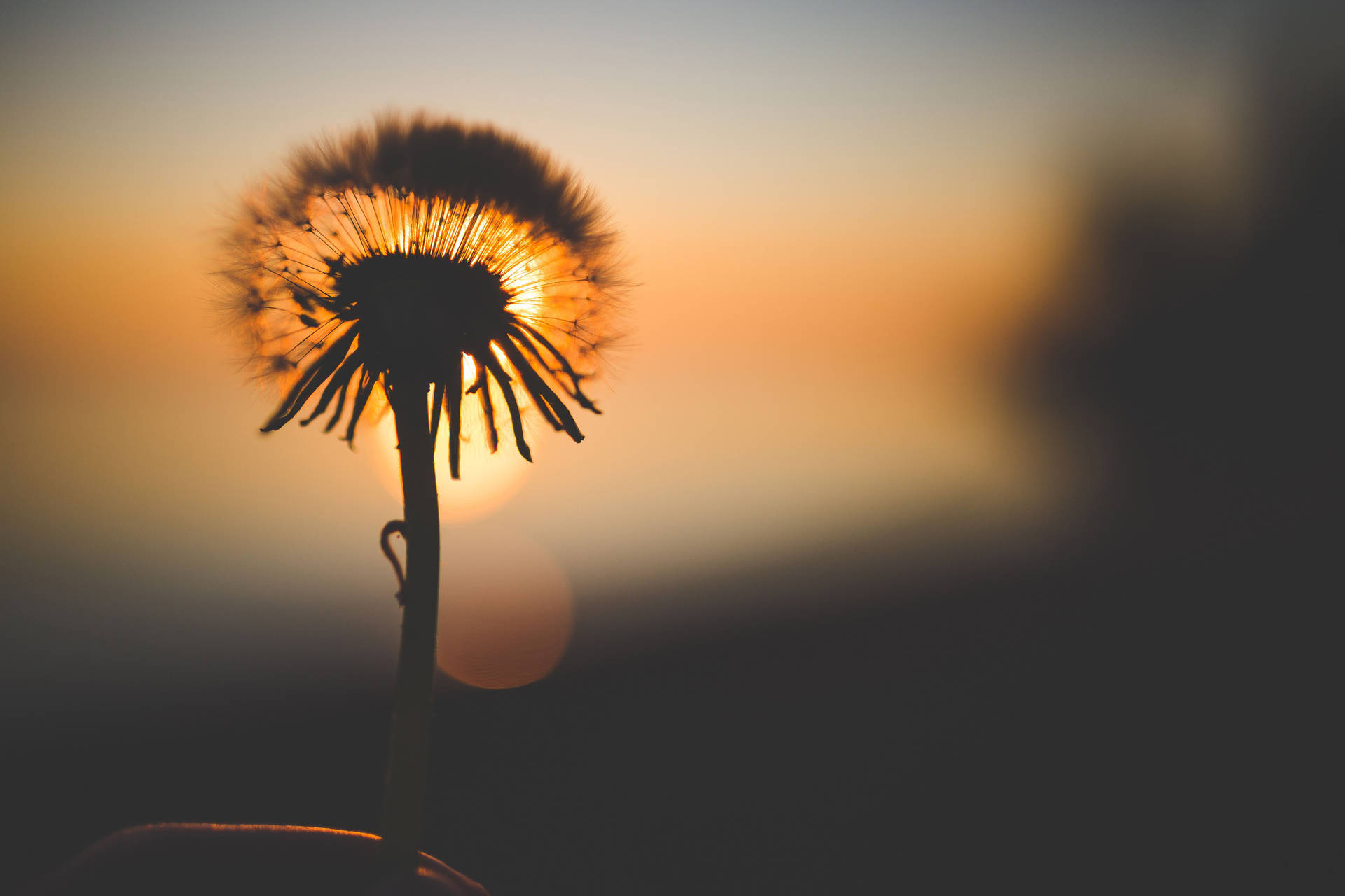 Dandelion Flower And Sunset Wallpaper