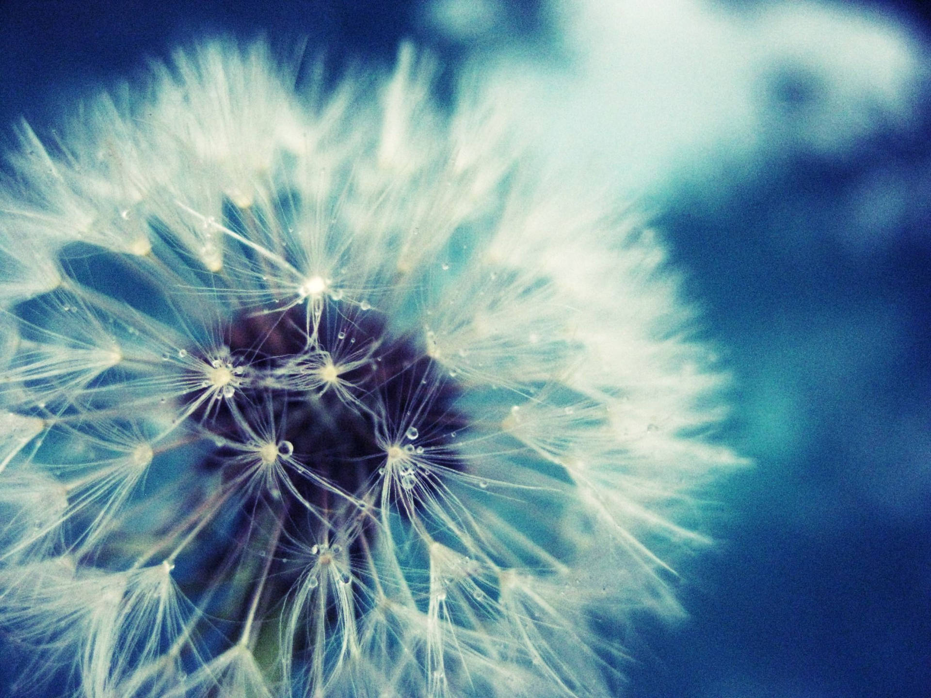 Dandelion Fuzzy White Flower Petals Wallpaper