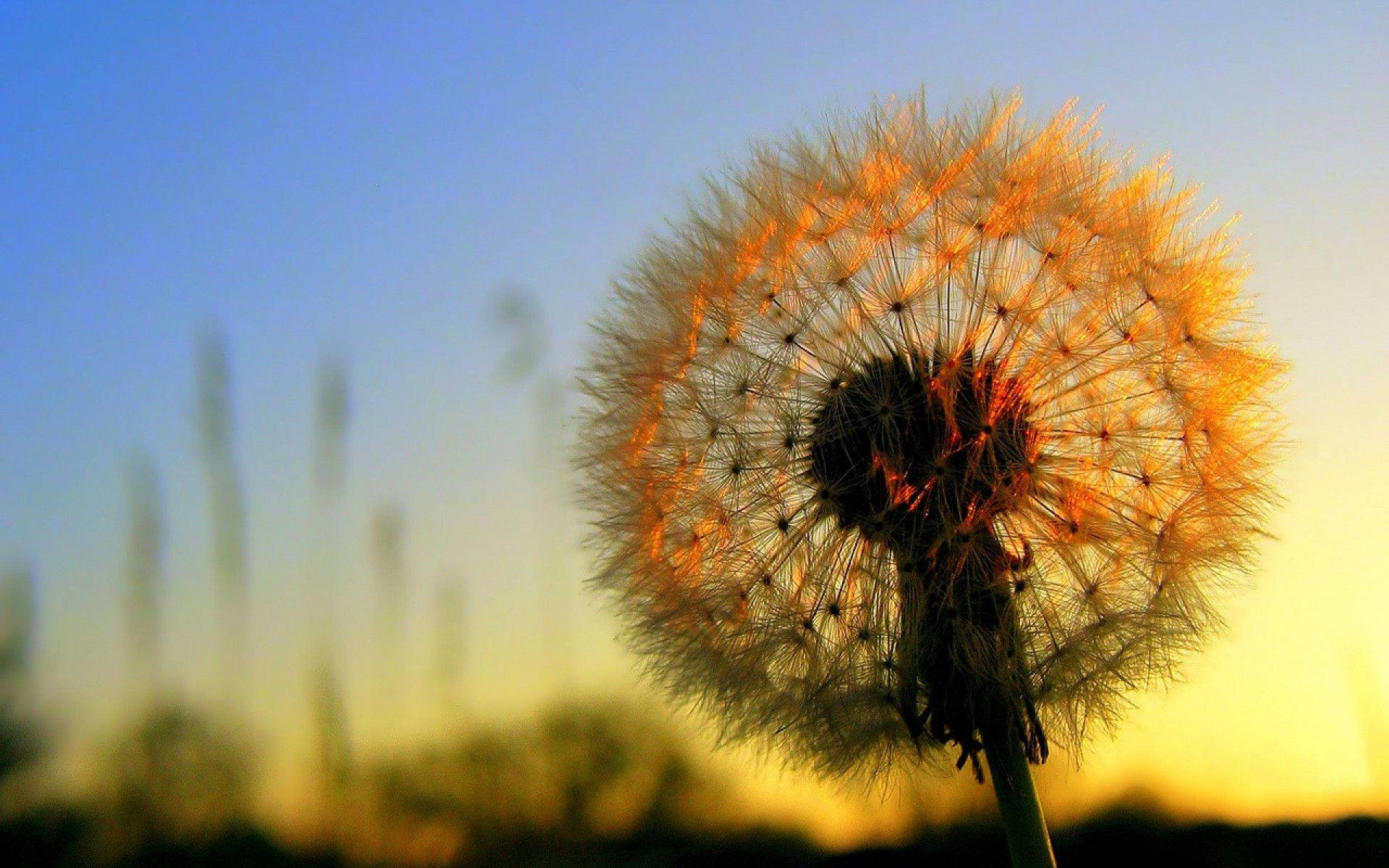 Dandelion On A Scenic Sky Wallpaper