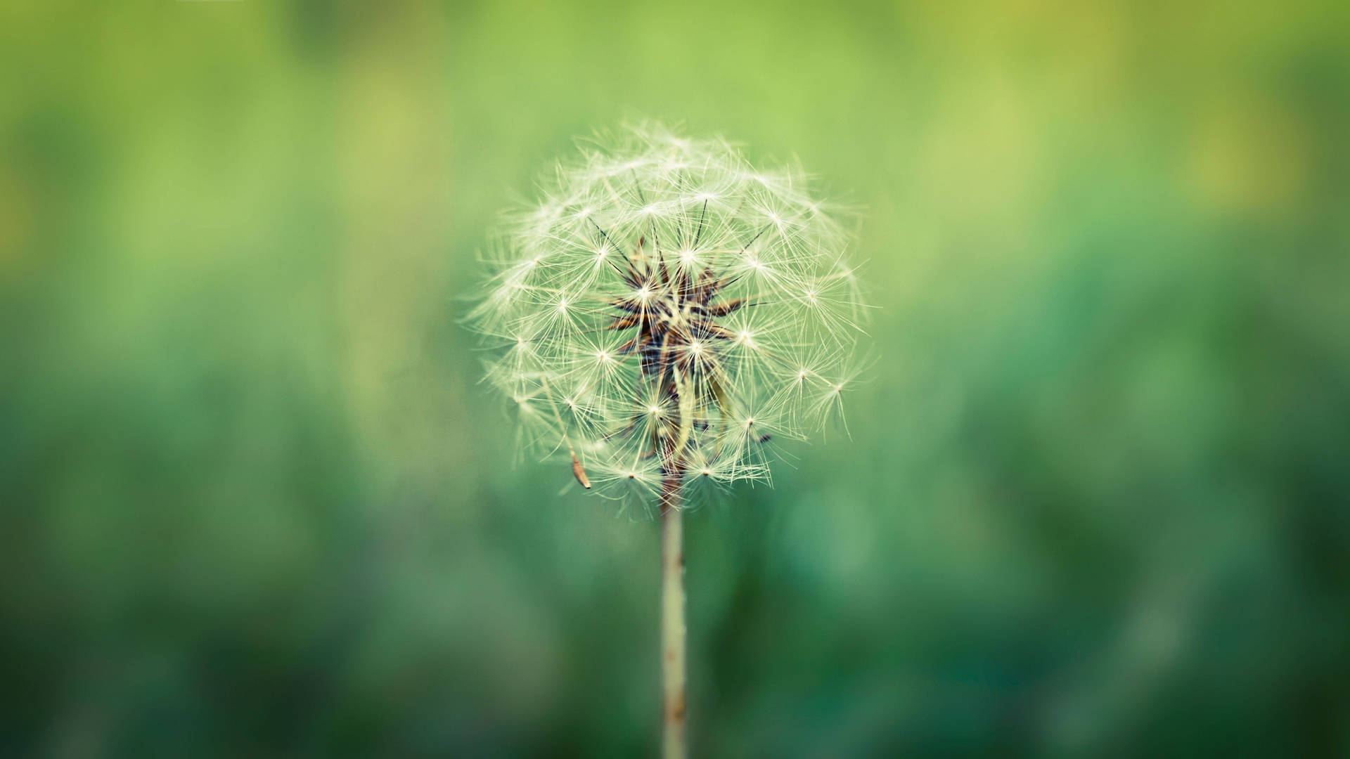 Dandelion White Petal Floaties Wallpaper