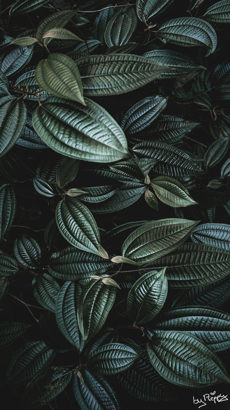 Dark And Textured Leaves Iphone Wallpaper