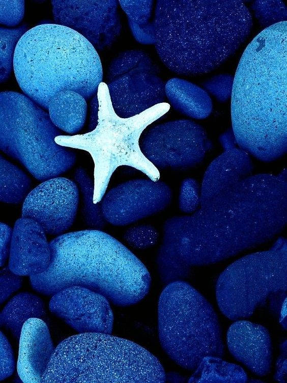 Dark Blue Aesthetic Tumblr Starfish Wallpaper