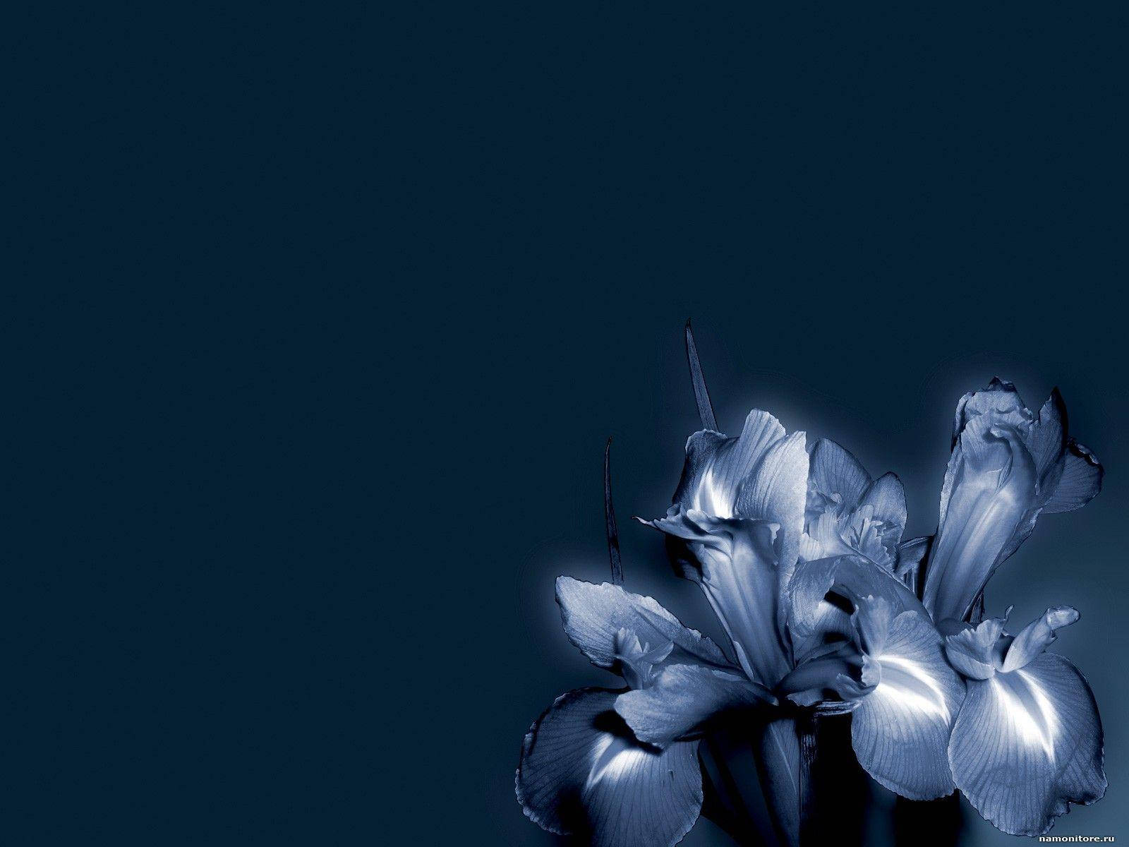 Dark Blue Floral Petals Wallpaper