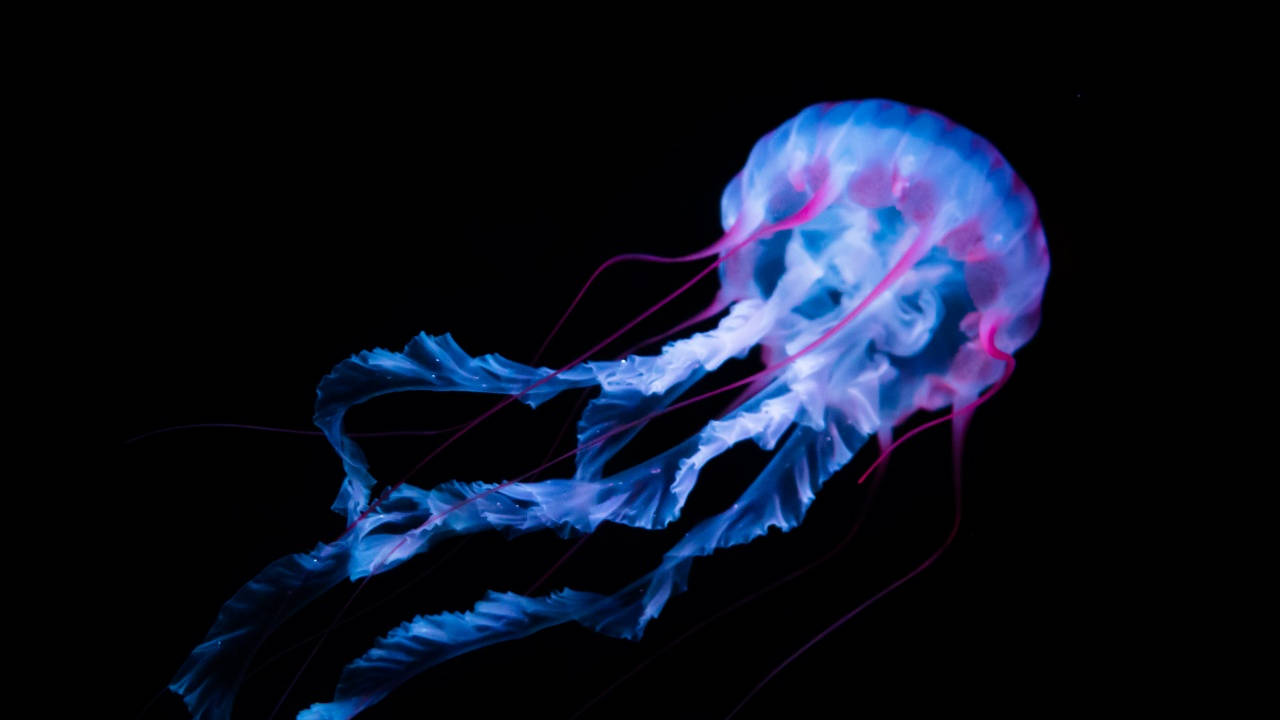 Dark Blue Jellyfish Pc Wallpaper