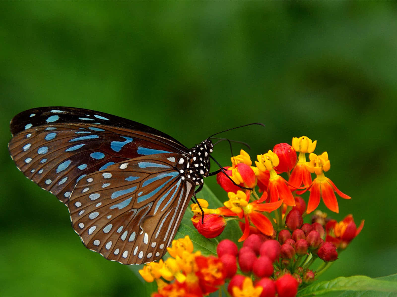 Dark Blue Tiger Butterfly Desktop Wallpaper