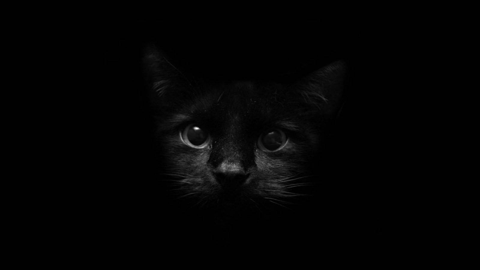 Dark Cat Cute Black And White Wallpaper