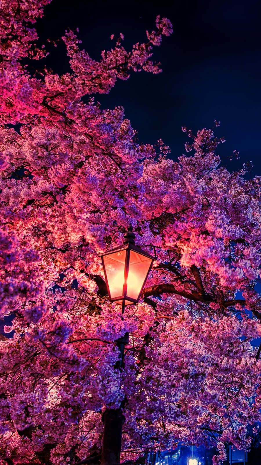 Dark Cherry Blossom On A Post Lamp Wallpaper