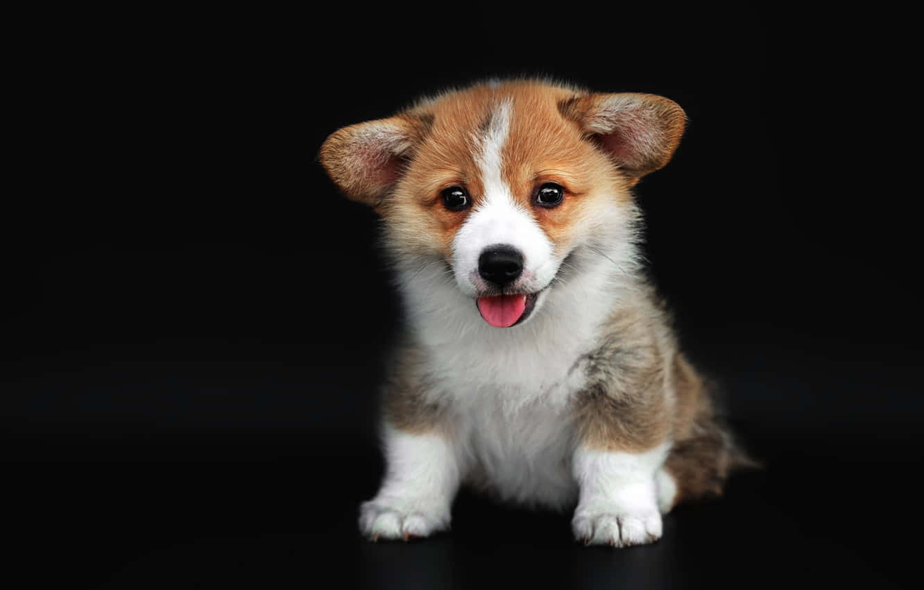 Dark Cute Dog Tongue Wallpaper