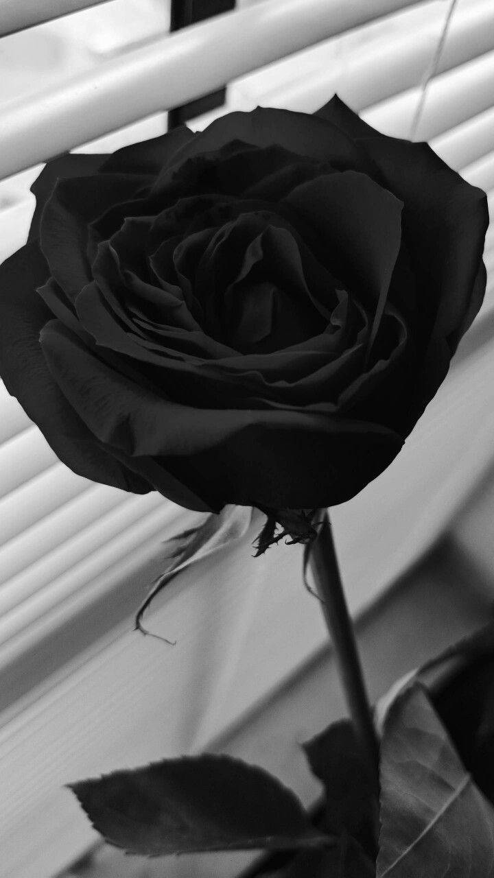 Dark Floral Black Rose Wallpaper
