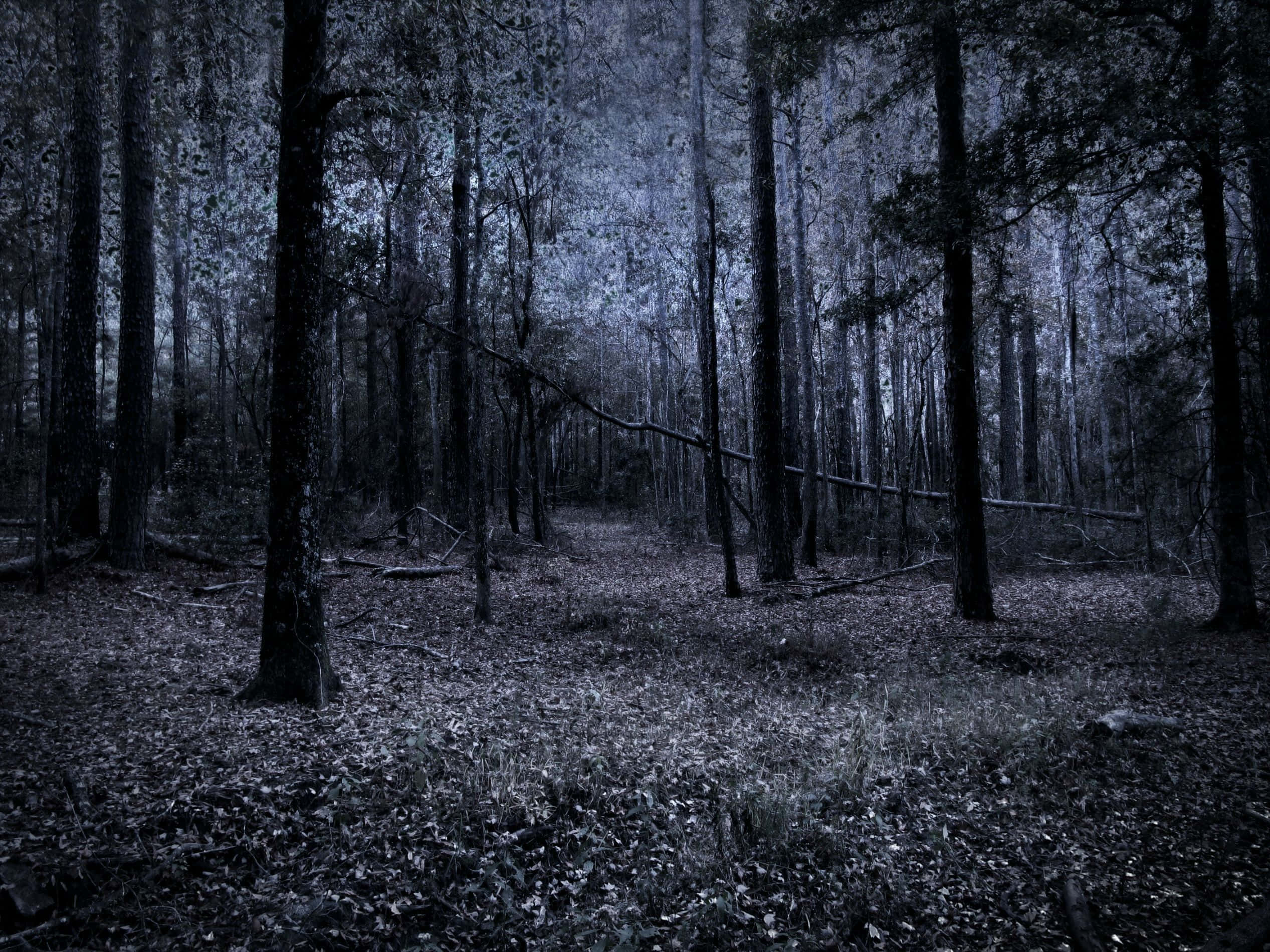 Dark Forest At Night Wallpaper