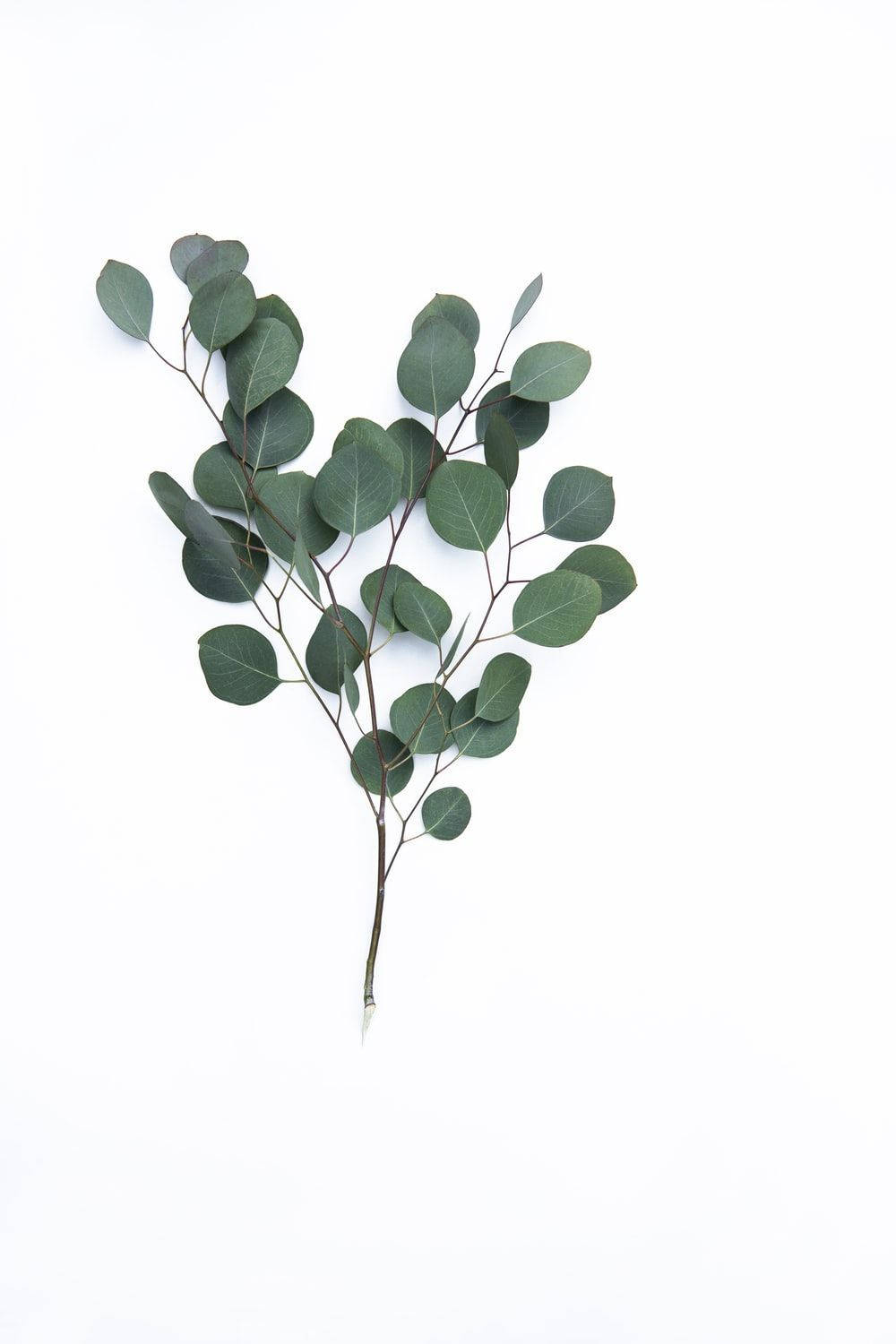 Dark Green Eucalyptus Branch Wallpaper