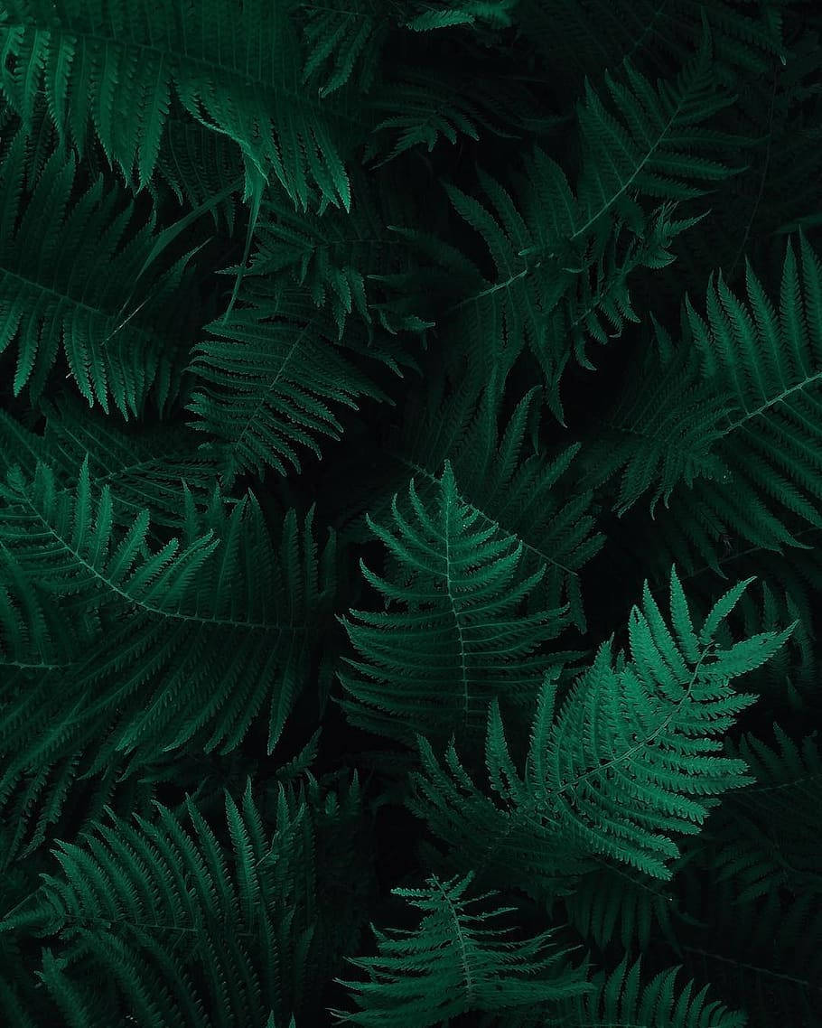Dark Green Fern Leaves Plants Wallpaper