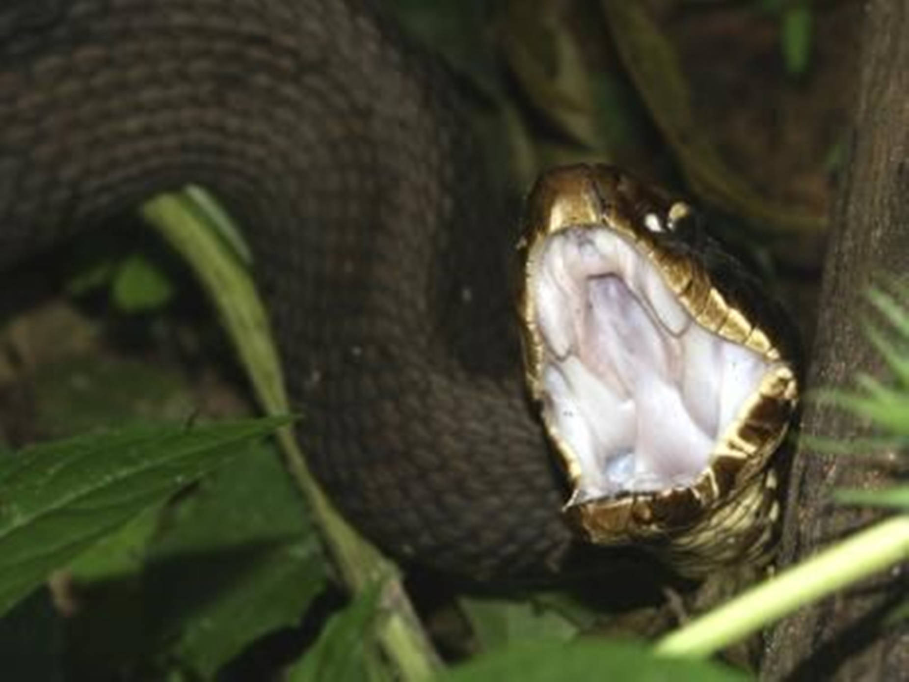 Dark Green Water Moccasin Cottonmouth Wallpaper