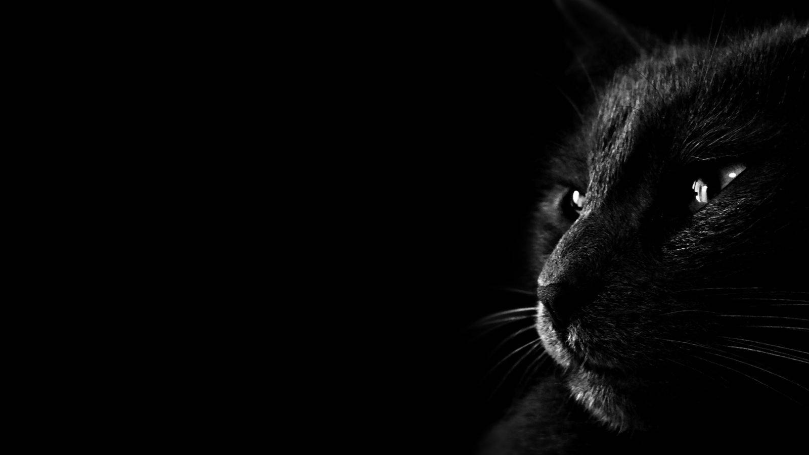 Dark Greyscale Cat Pc Wallpaper