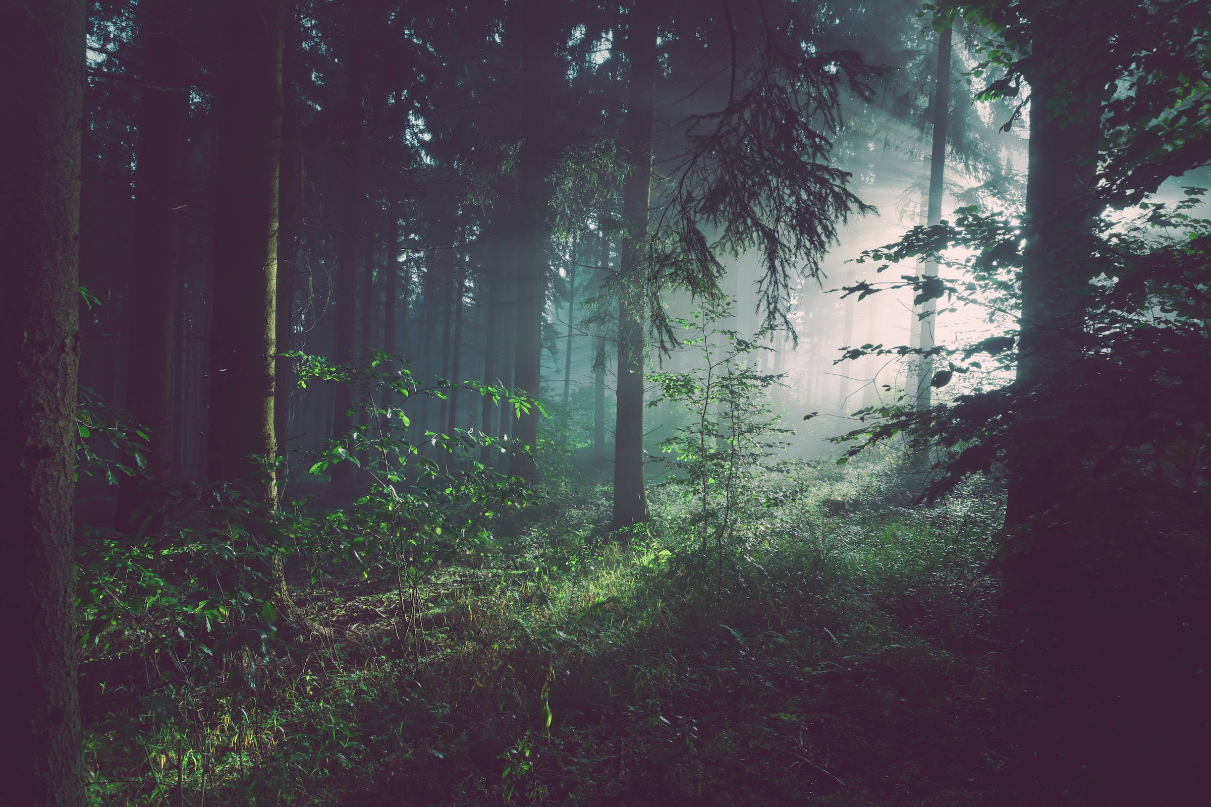 Dark Misty Forest Youtube Cover Wallpaper