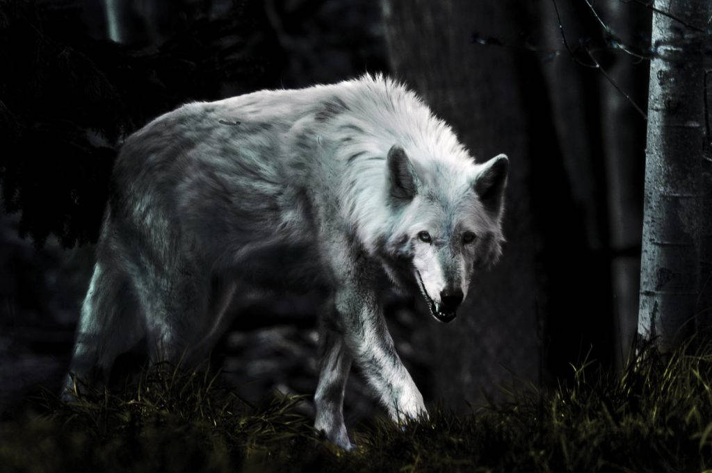 Dark Night Hd Wolf Wallpaper