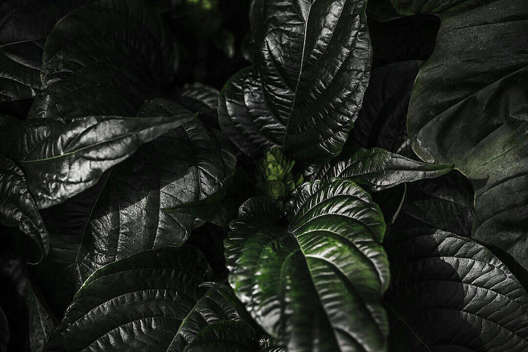 Dark Plant Leaves 4k Desktop Wallpaper