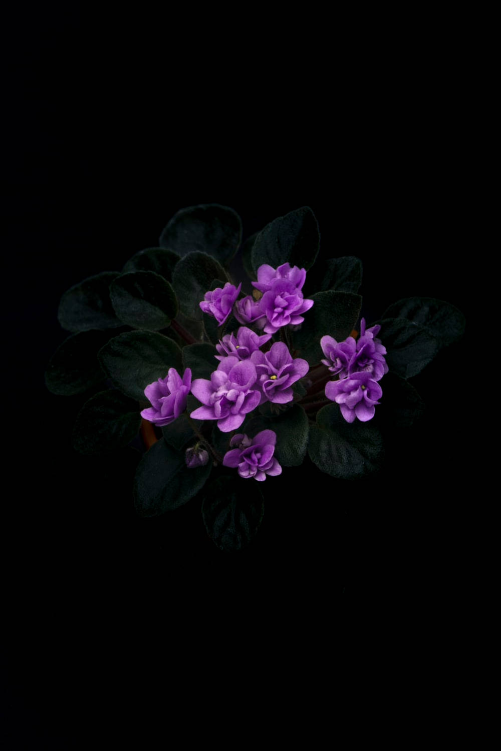 Dark Purple Floral With Leaves Wallpaper