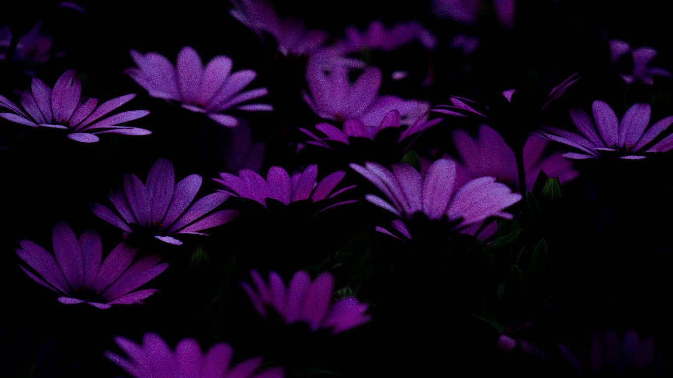 Dark Purple Flower Petals Wallpaper